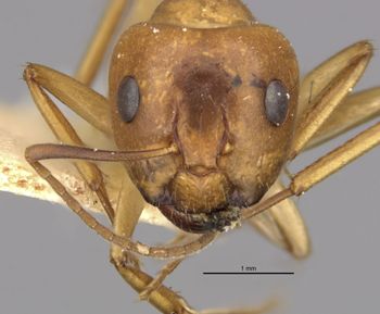 Media type: image;   Entomology 21461 Aspect: head frontal view